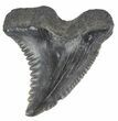 Fossil Hemipristis Tooth - Georgia #61623-1